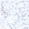 Artisan Confetti - 1 oz - Disco
